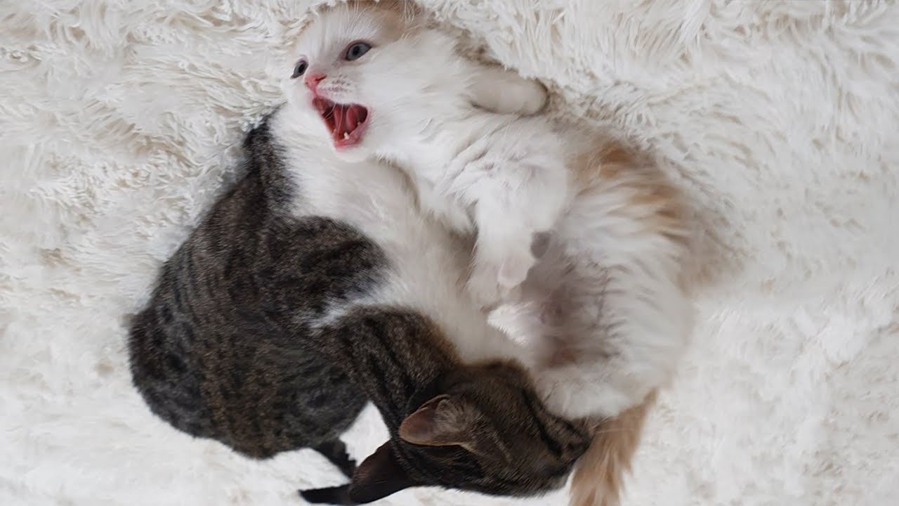 Cat Fight! Munchkin Kitten Introduced to Adult Catㅣ4. Can they get along well?