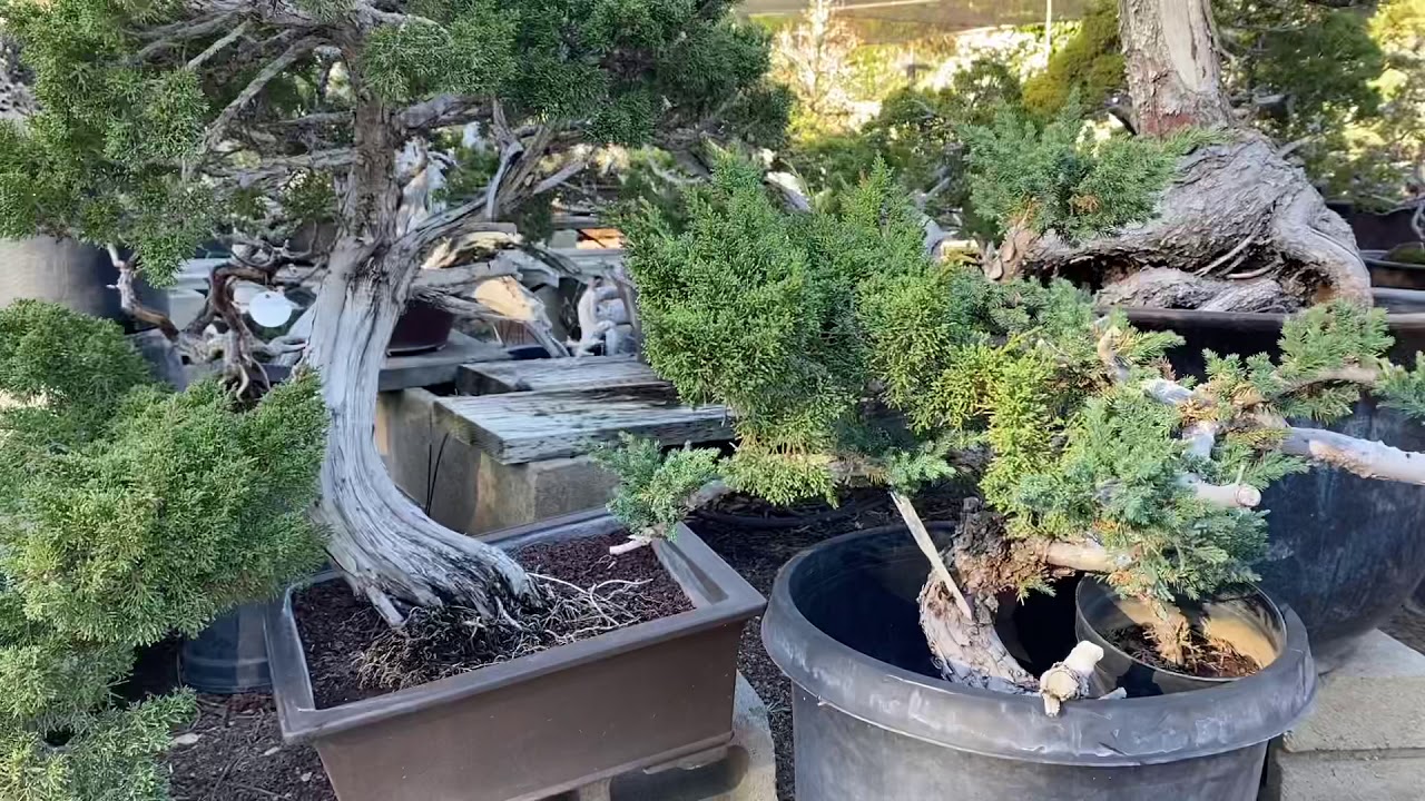 BONSAI TOUR | Fuji Bonsai Nursery | Bonsai Collection