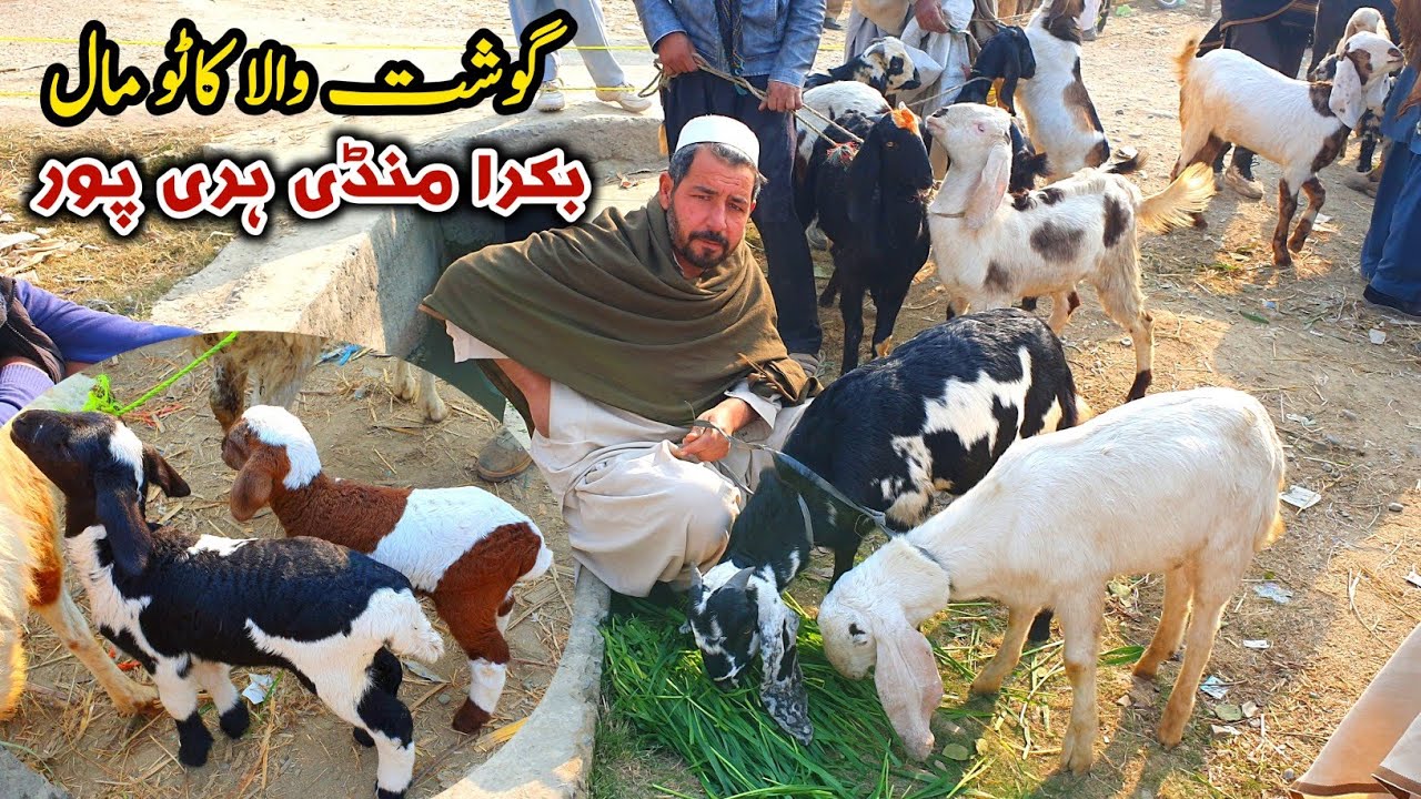 Haripur Bakra Mandi Latest Update January 2024 | Gosht Wala Katto Mall