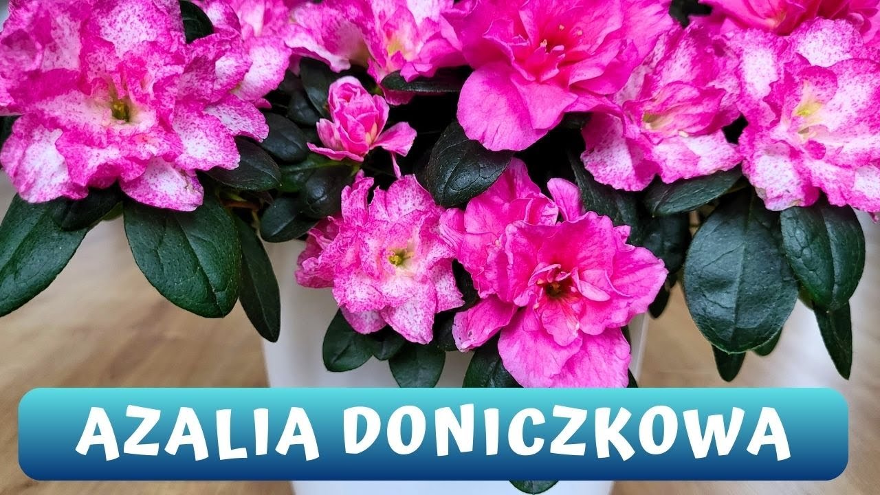 Jak dbać o azalie doniczkowe? Wymagania, pielęgnacja, ponowne kwitnienie Azalii Indyjskiej 🌸🌸🌸