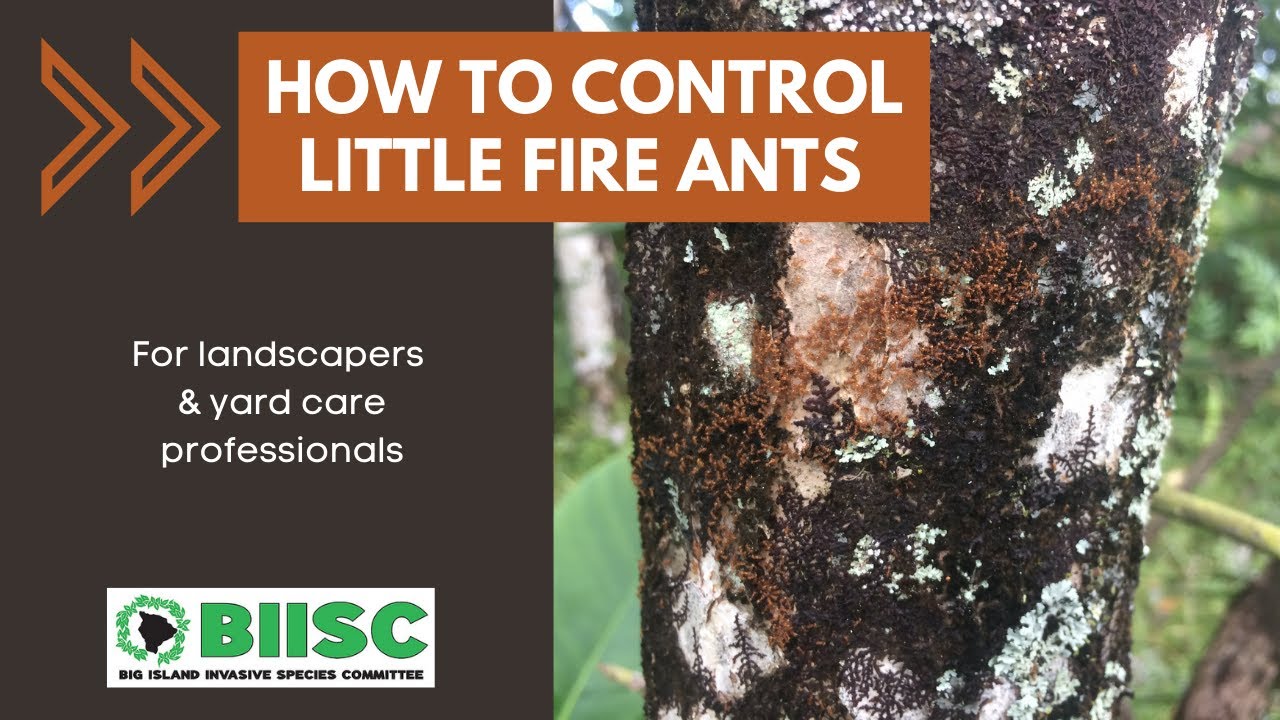 How to Control Little Fire Ants
