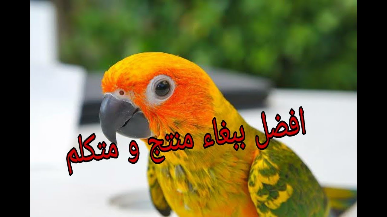 ببغاء الصن كنيور | تربيه , طريقة انتاجه