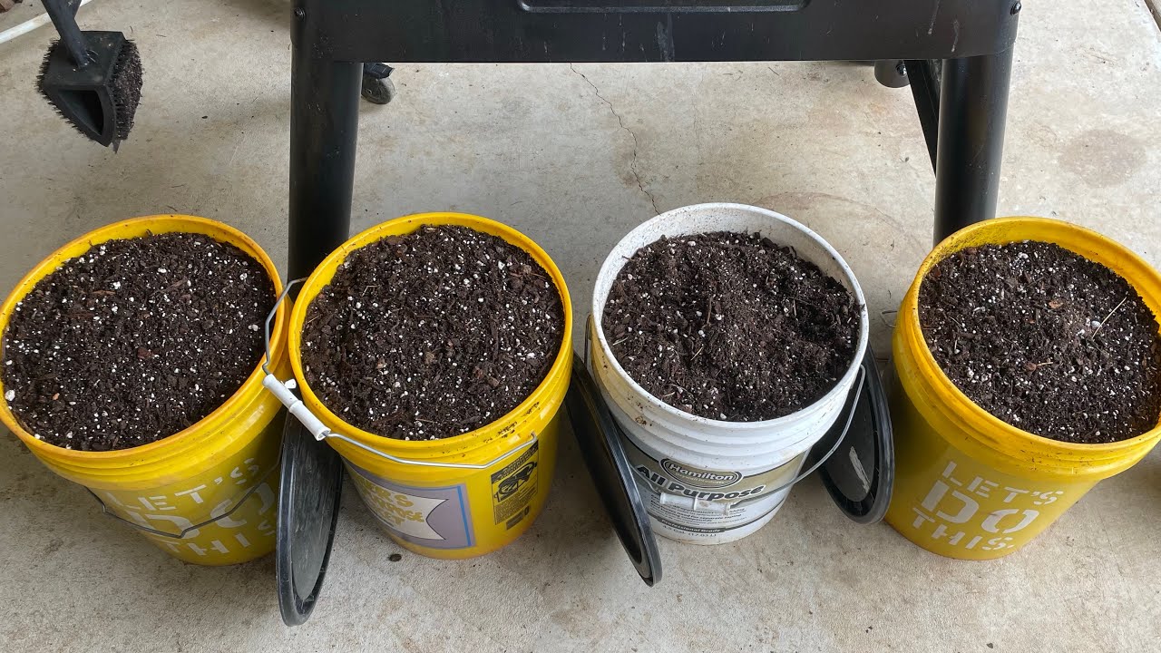 Expert #fig potting mix - tested five years with phenomenal results + #secret technique reveal