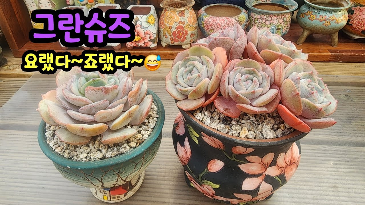 260225 묵둥이그란슈즈!예쁘게해보려뽑았다~꽂았다ㅎ합식은어려워~~😅