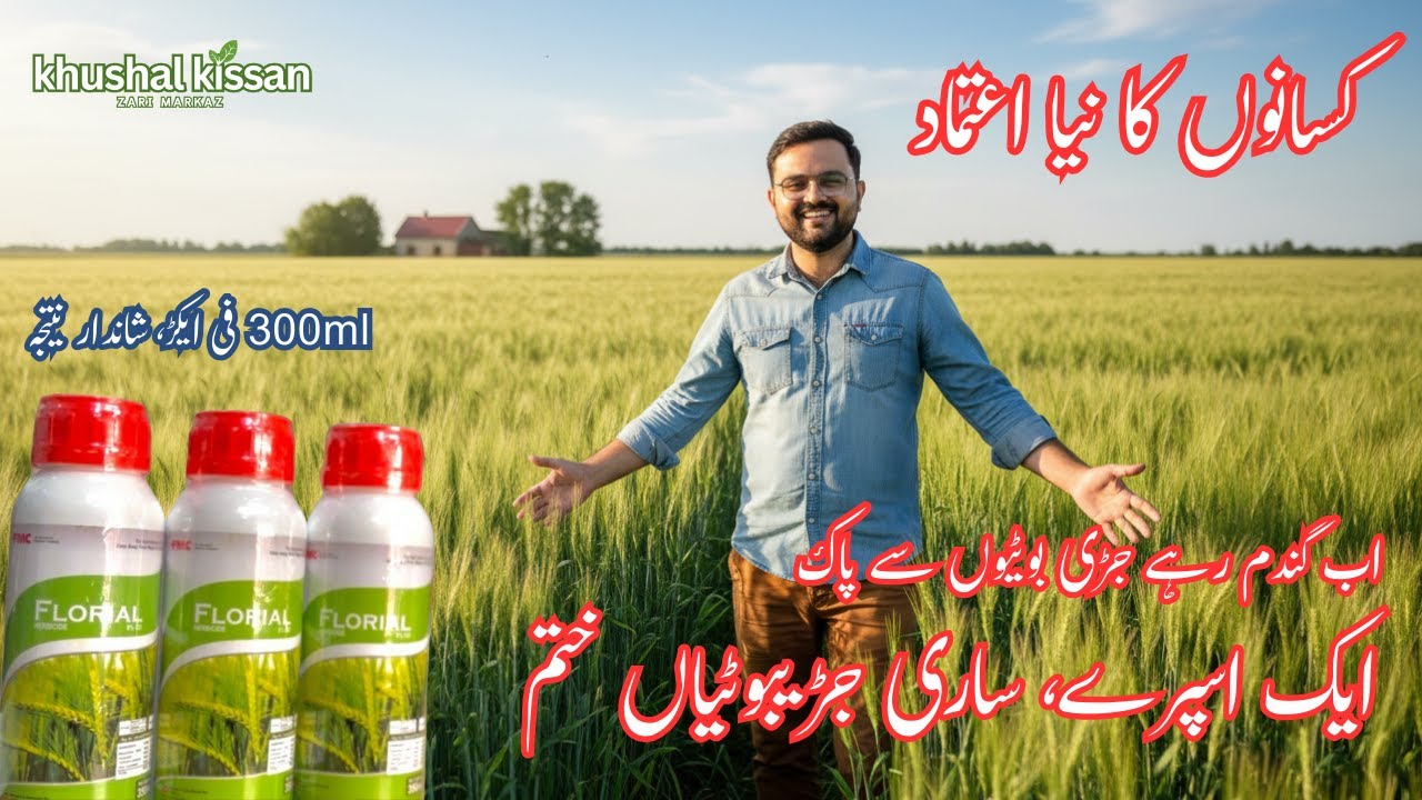 Florial Wheat Herbicide by FMC | Complete Control of Broadleaf & Grassy Weeds | 300ml per Acre