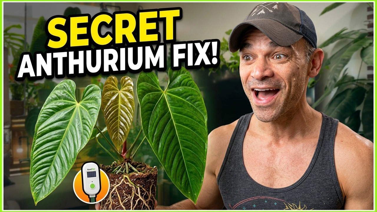 5 Common Anthurium Mistakes to Avoid (Anthurium Care 2025 Guide!)