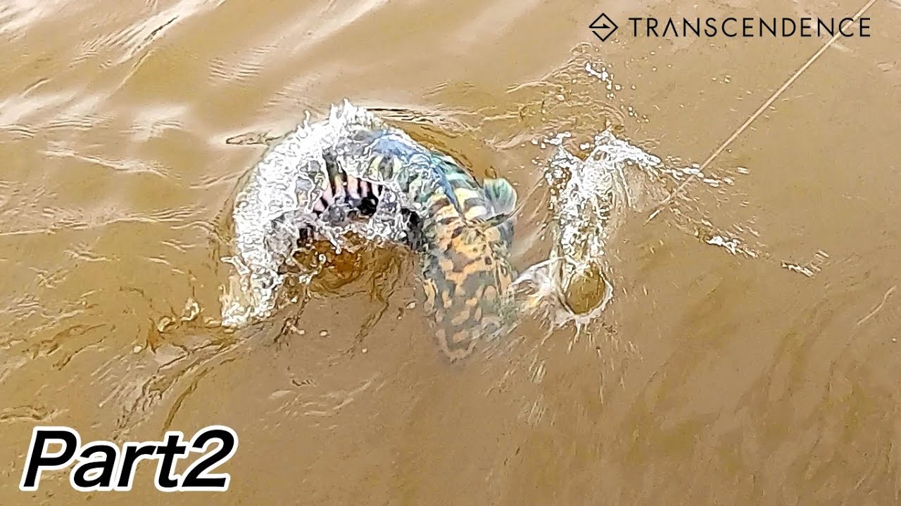 【DAY2】水面炸裂！マレーシアトーマンフィッシングMalaysia Toman　 Fishing/chilltrip/transcendence