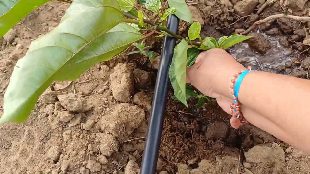 OLHA COMO ESTÁ  A  PLANTAÇÃO DE MARACUJÁ @edinalvaaraujoevariedades6940