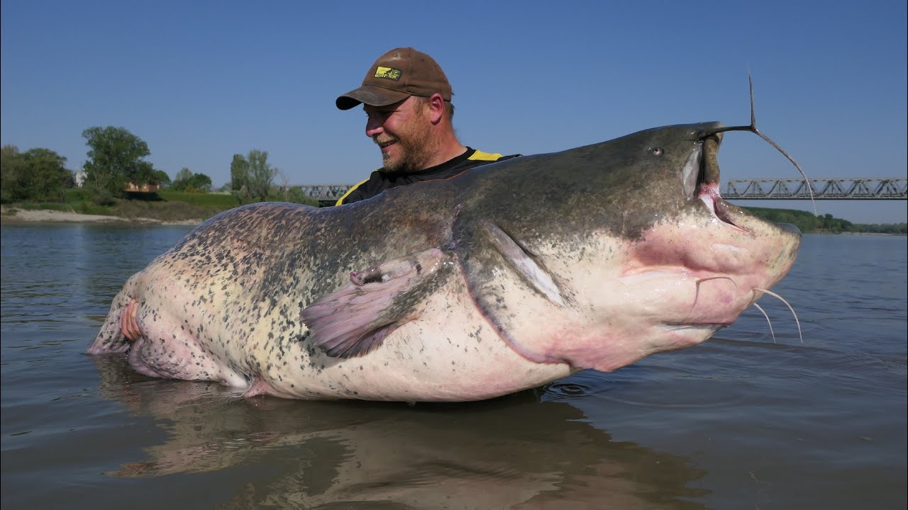 Brücken Monster/Fischen in Hindernissen/ Tipps & Tricks