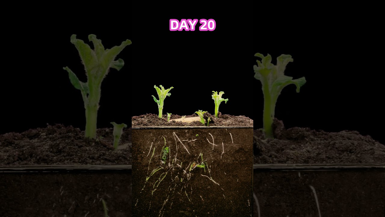 Growing Potato Plants - Time Lapse #timelapse
