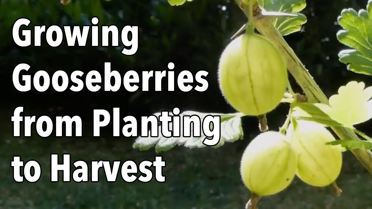 Growing Gooseberries from Planting to Harvest