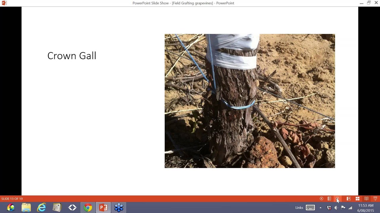 Field grafting winegrapes (The Australian Wine Research Institute webinar recording)