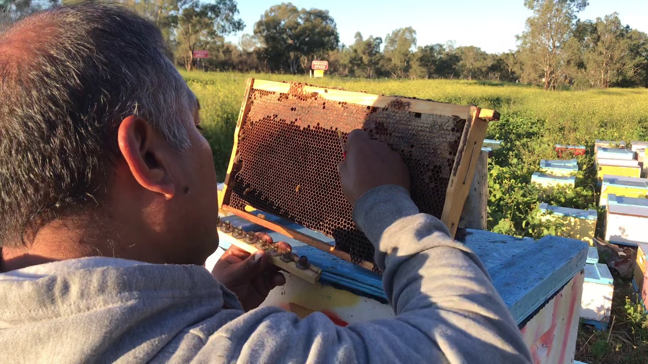 Crianza de Abejas Reinas