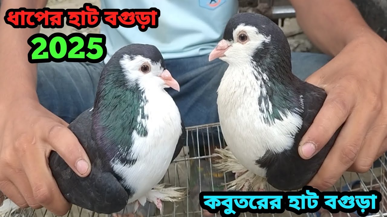 কম দামে সেরা মানের কবুতর কিনুন আজই||ধাপের হাট বগুড়া||কবুতরের দাম-২৫||pegion price bd-25||Dhaper Hat