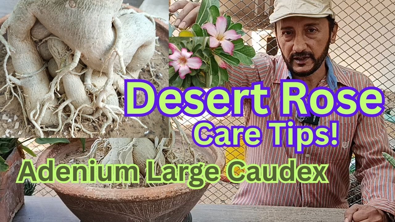 How to make Desert Rose | Adenium Caudex Larger | Basic Techniques & Tutorial Guide. Part 1