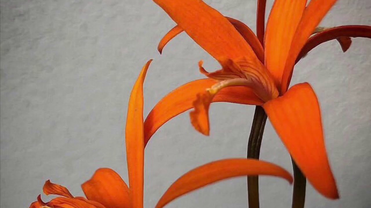 Laelia cinnabarina 🧡