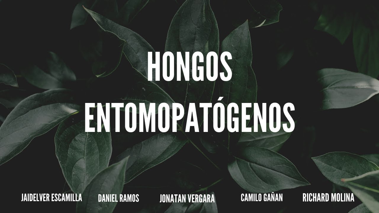 Hongos Entomopatógenos
