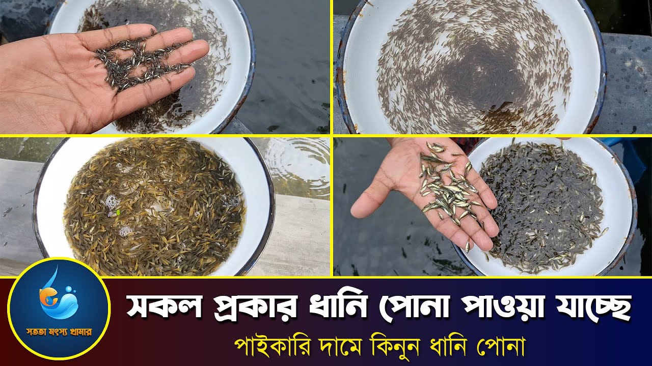 সকল প্রকার ধানি ও পোনা কিনুন সরাসরি হ্যাচারি থেকে || Tithi's Imagine World 2024