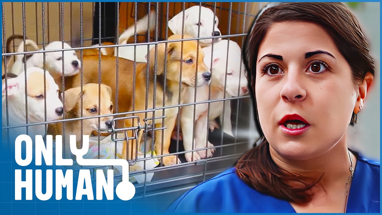 A Race Against The Clock: Can The Pet Helpers Rescue 15 Dogs from Euthanasia