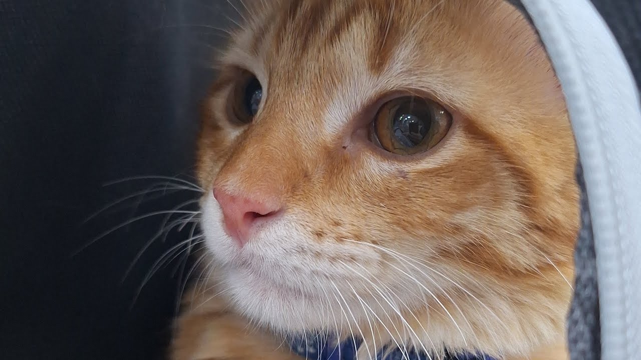 Funniest Cats and Dogs Clips 2026 Try Not To Laughe / vídeos ( Clipes) de Gatos Engraçados 