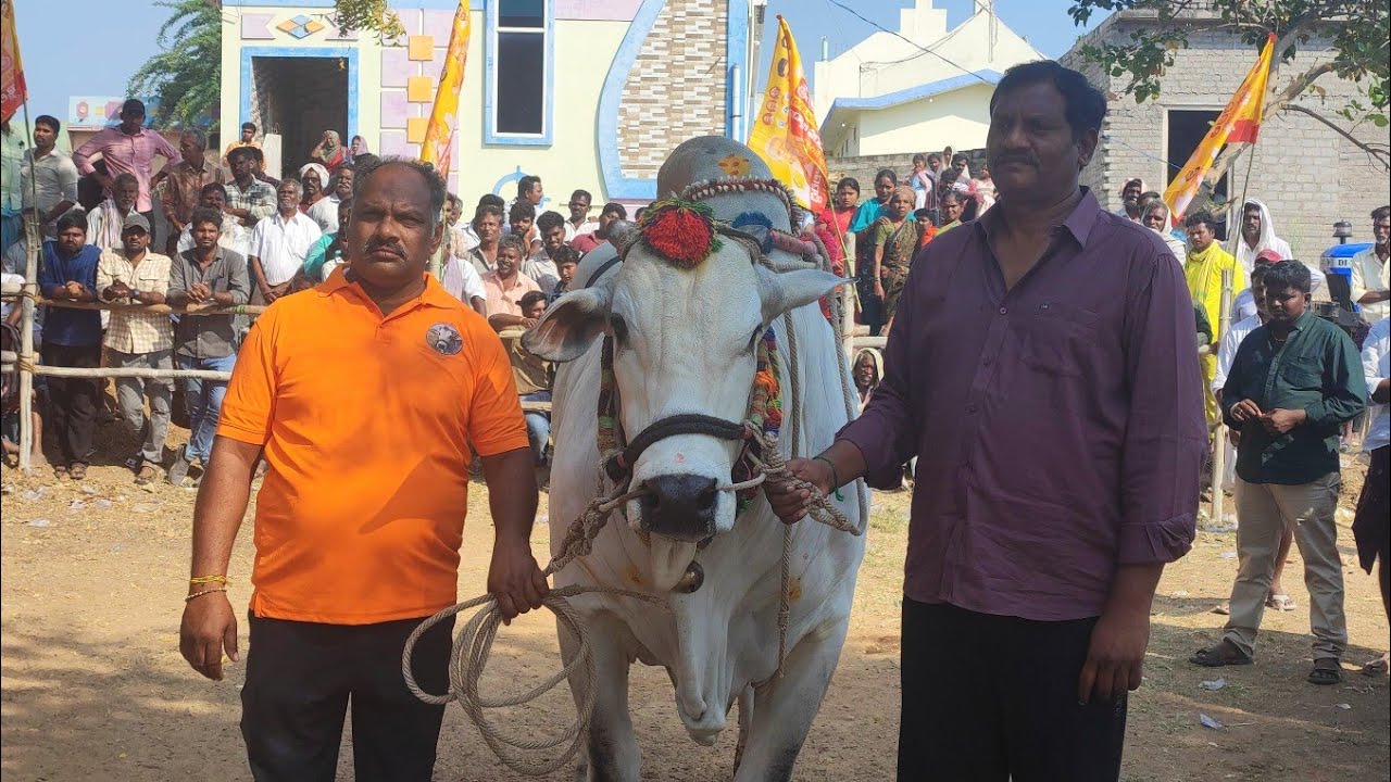 చిలకలూరిపేట న్యూ కేటగిరి విభాగంలో 8వ జత