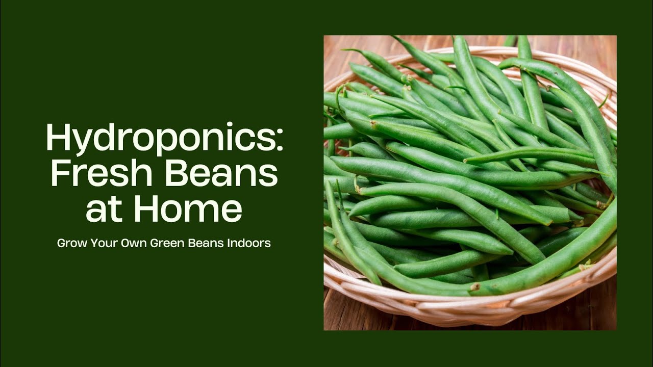 Indoor Hydroponics: Growing & Harvesting Delicious Green Beans from Seed to Plate