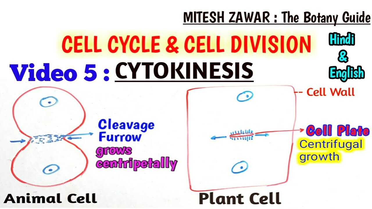 Cytokinesis in Cell Cycle || Cytokinesis in Animal Cell Vs Cytokinesis in Plant Cell Hindi & English