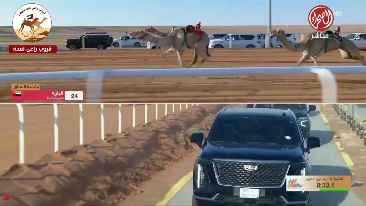 الشوط 4 ( سيف الحول المفتوح )الوراية لـ هجن الرئاسة 12:03:96( مهرجان الملك عبدالعزيز للابل 2025 )