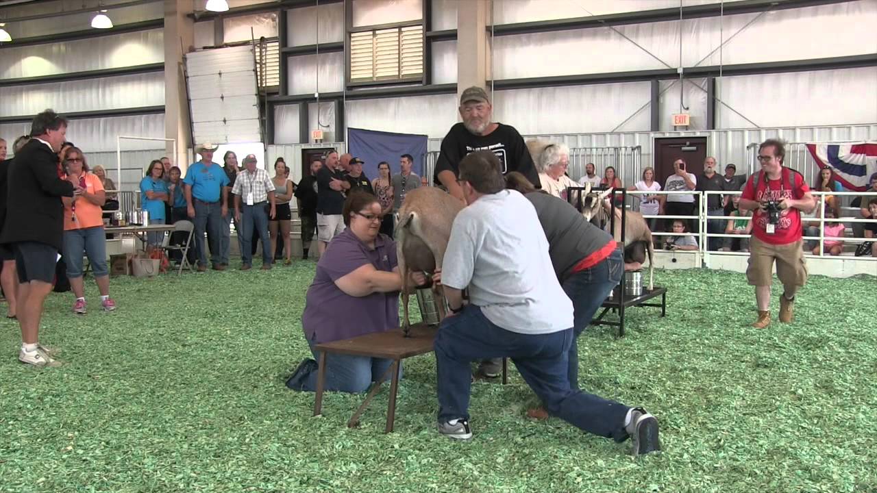 2015 Kansas State Fair Celebrity Goat Milking Contest