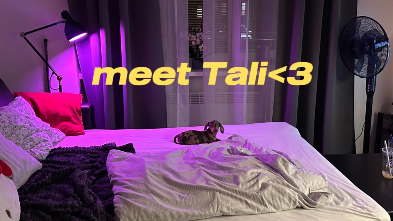 vlog| meet Tali, love island recap w Susi, uklizeni h*ven 24/7 :Ddd