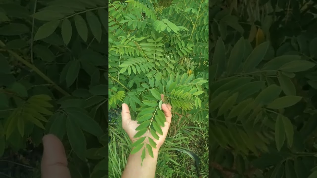 perbedaan indigofera dan gamal/kleresede