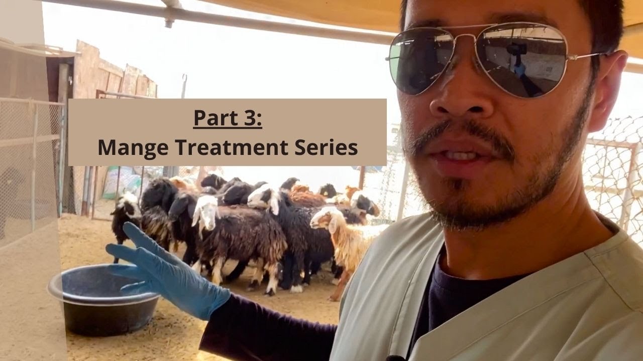 Part 3: Mange Treatment Series