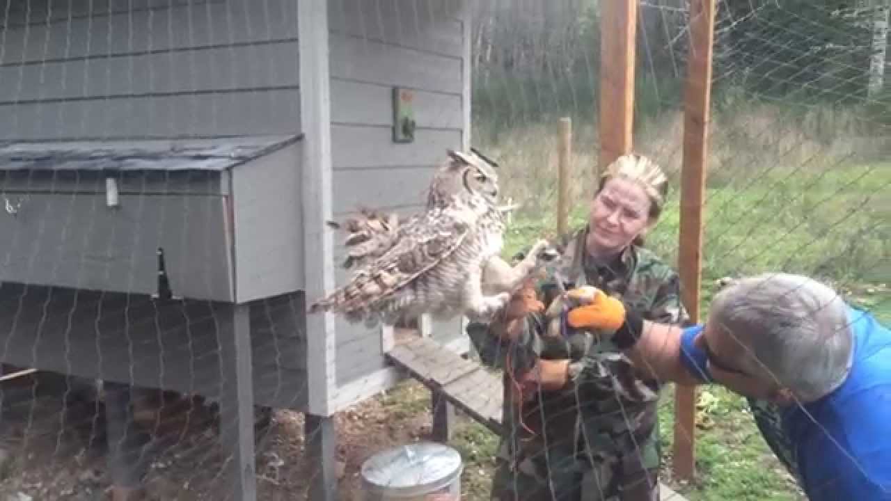 Horned Owl Rescue