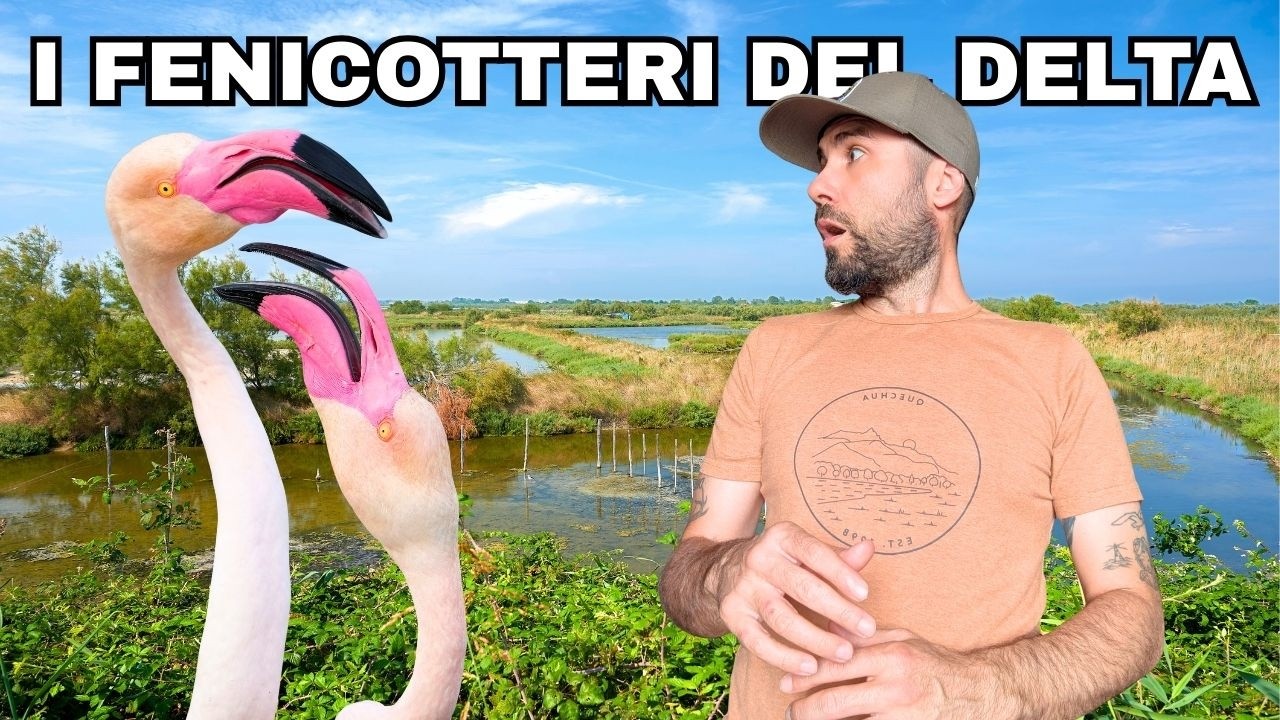 I FENICOTTERI Della Via Delle Valli Sud - Viaggio nel Delta del Po Veneto parte 3