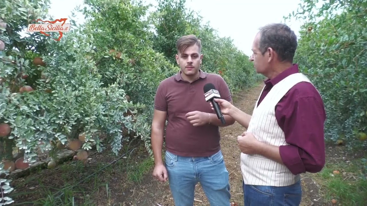 Coltivare il melograno, giovane innamorato della Sicilia illustra i segreti del frutto