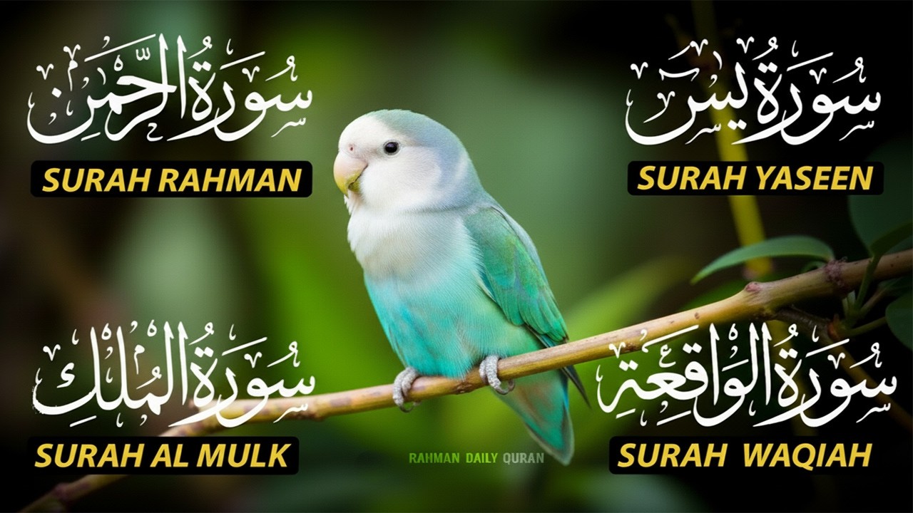 The Best Recitation Surah Yaseen (Yasin) | Surah Rahman | Surah Waqiah | Surah Mulk