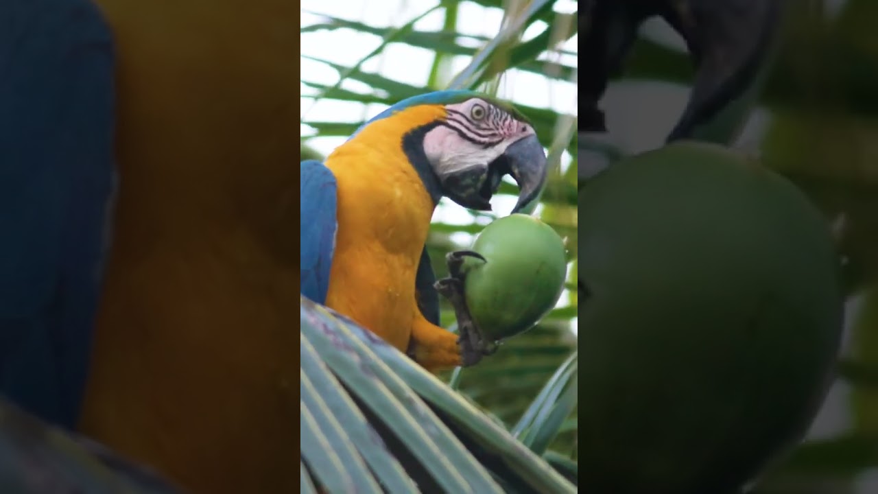 Loro inteligente!