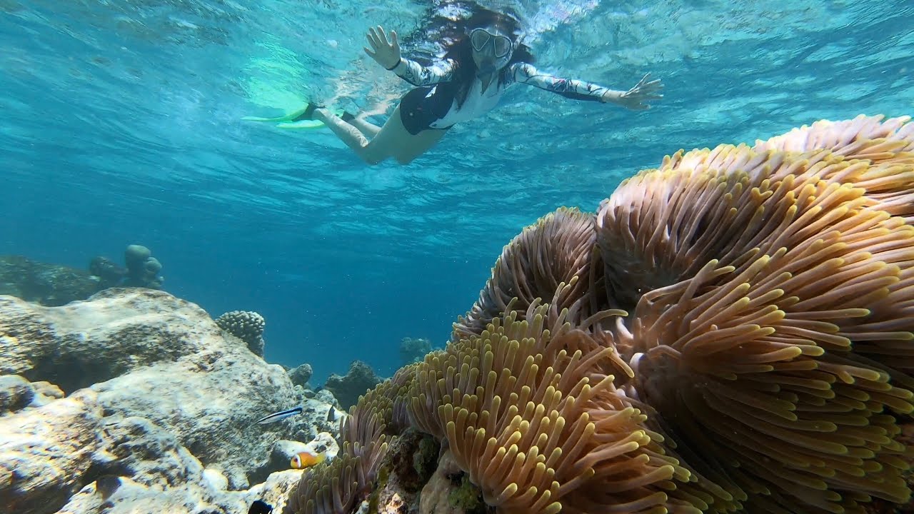 Maalhos House Reef Snorkeling // 30~01~20 // Baa Atoll, Maldives