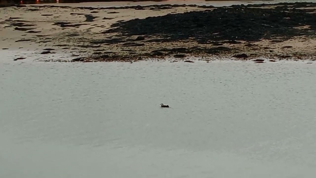 Great Northern Diver spotted in Hayle harbour, Cornwall UK. 6 Jan 2026 15:08