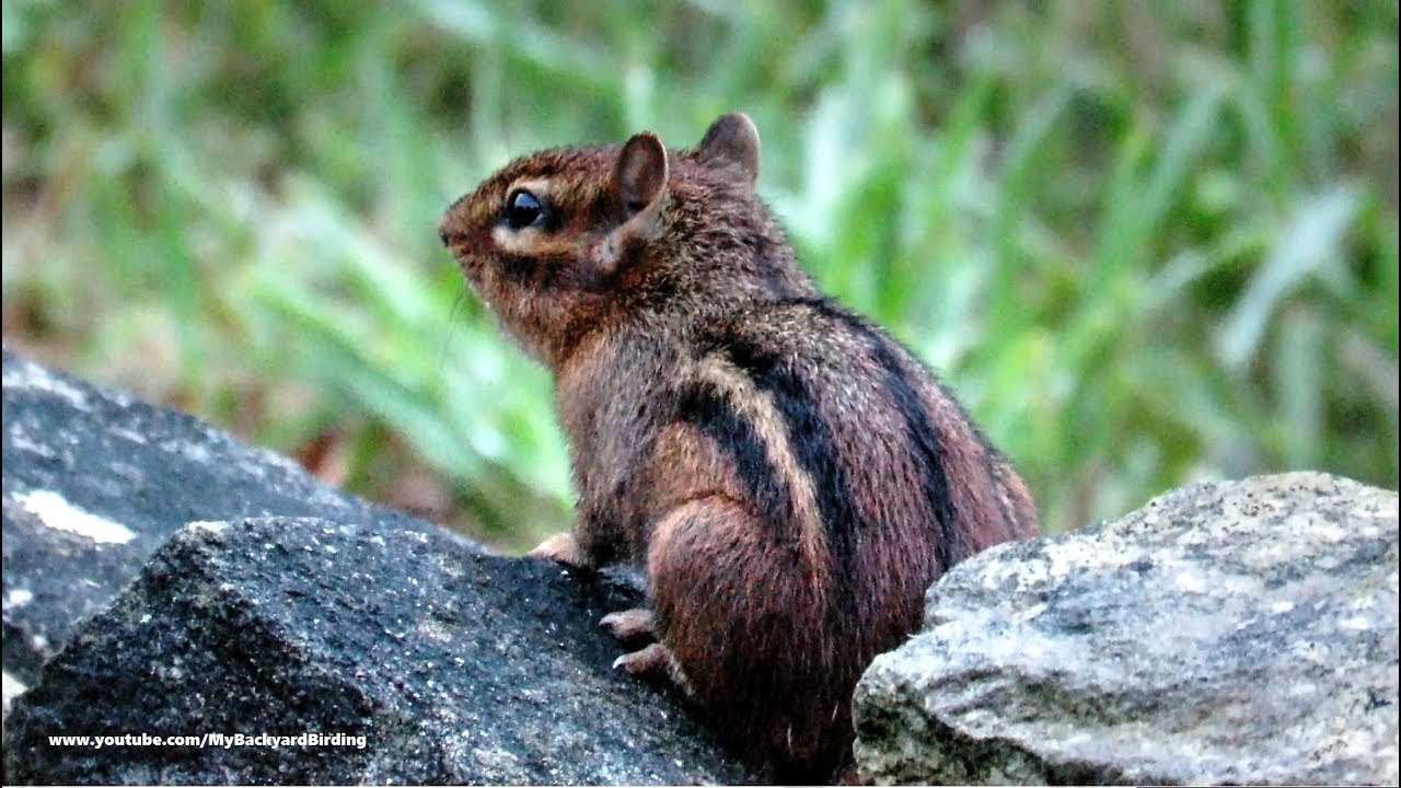 Chipmunk Calling 