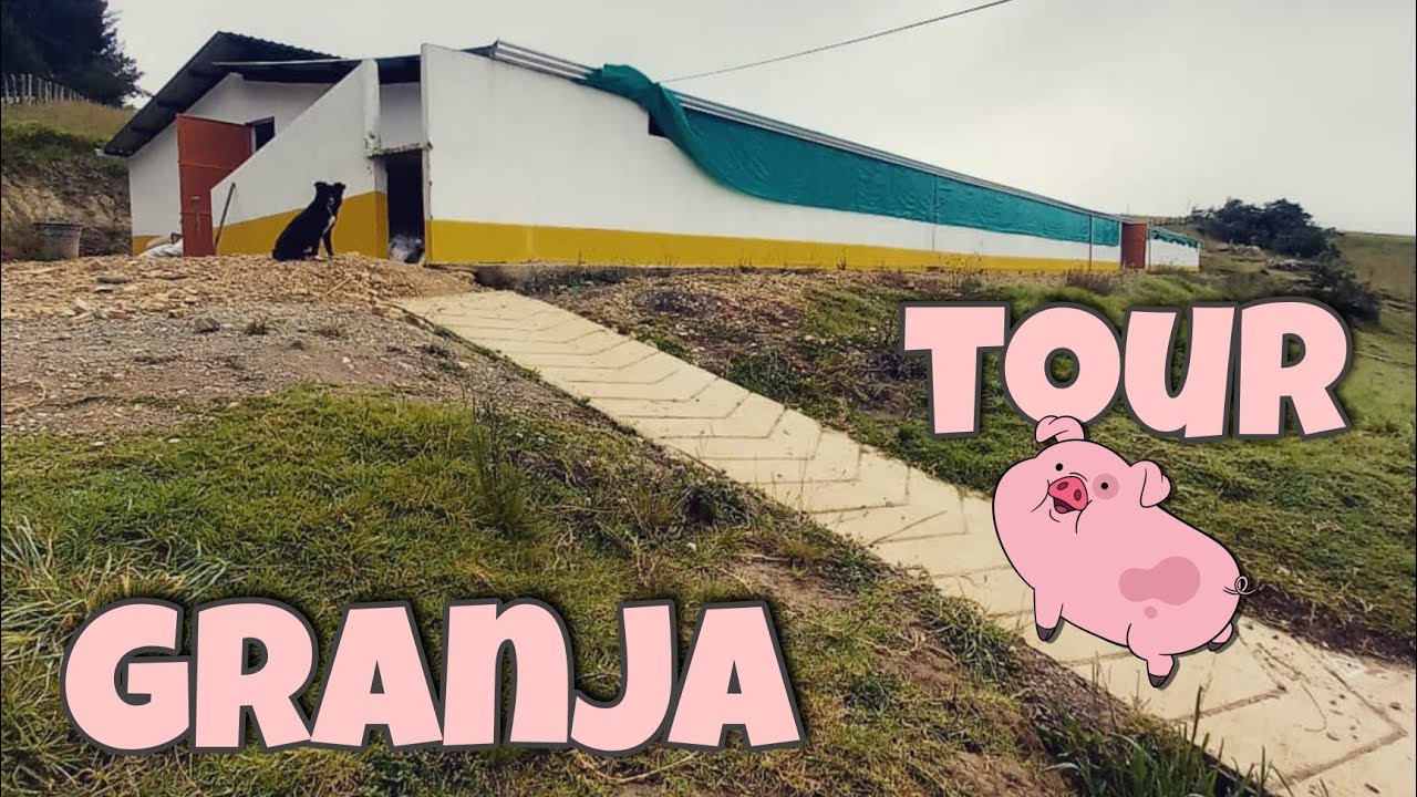 Conociendo una hermosa granja para 1000 cerdos 🐷