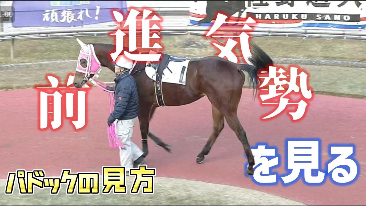 パドックの見方！第2弾！「馬の気持ちを知る」