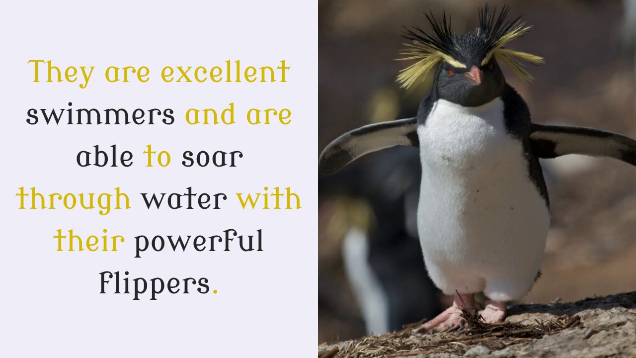18 Amazing Facts You Never Knew About Rockhopper Penguin