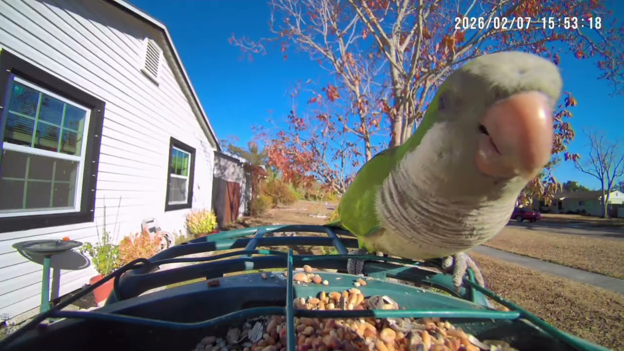 😺 Bird Movie for your Cats 😺 Brrrr Brrrr & Num Num(Florida February)