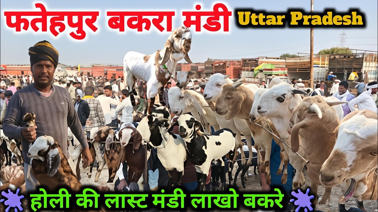 फतेहपुर बकरा मंडी में लाखों बकरे एक साथ Fatehpur Bakra Mandi Uttar Pradesh #bakramandi #goat