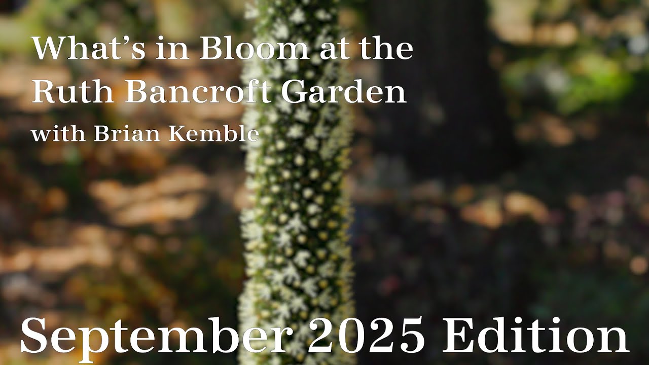What's in Bloom at The Ruth Bancroft Garden (September  2025)