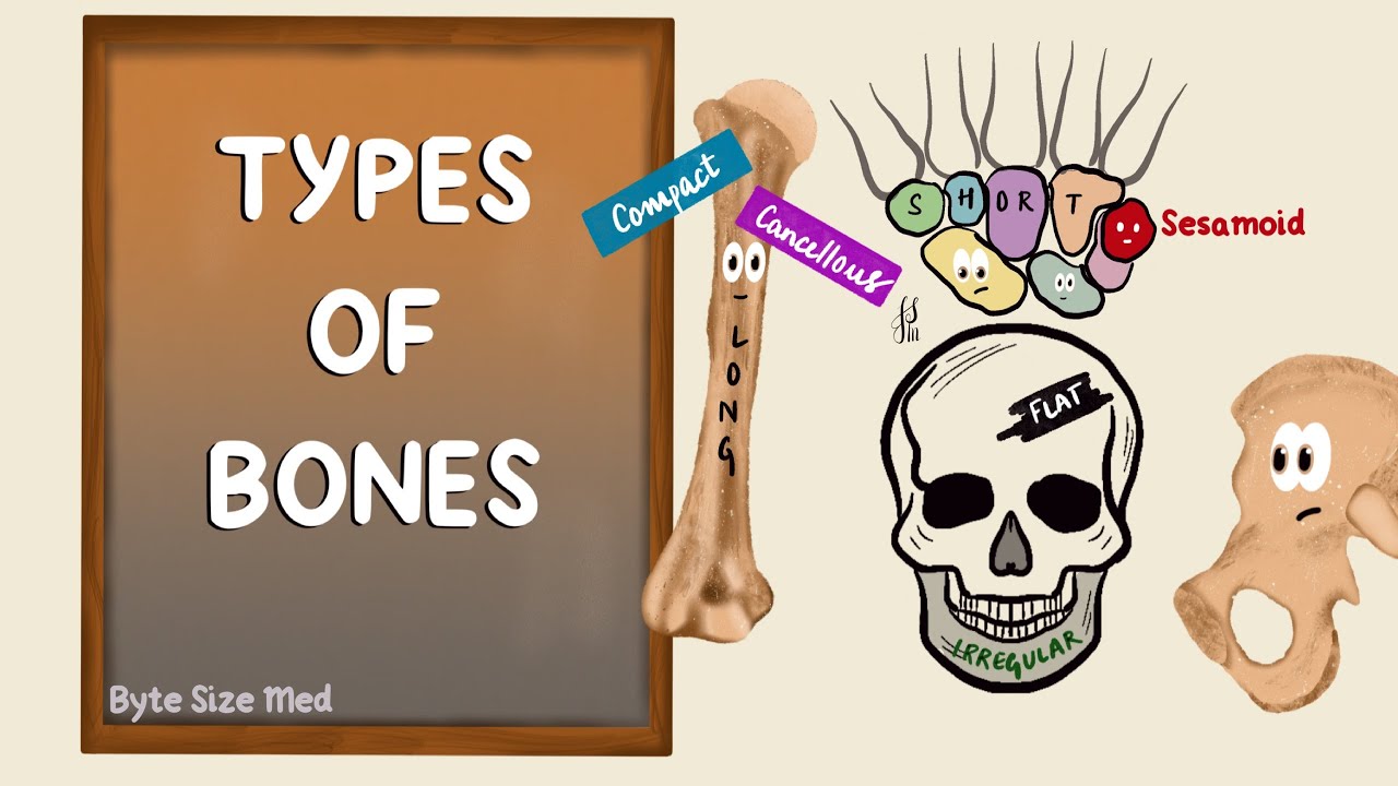 Types of Bones | Classification of Bones | Intro to the Skeletal System | Anatomy Doodles