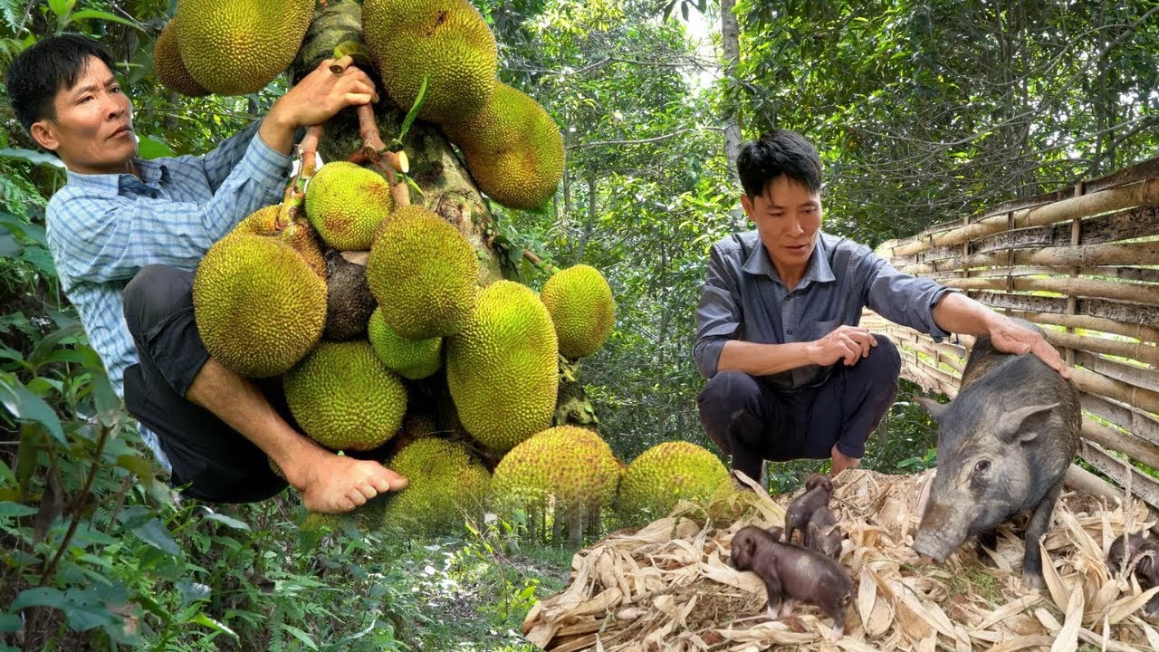 Harvesting Bitter Melon in the Garden | Fresh Market Selling & Daily Pet Care Life