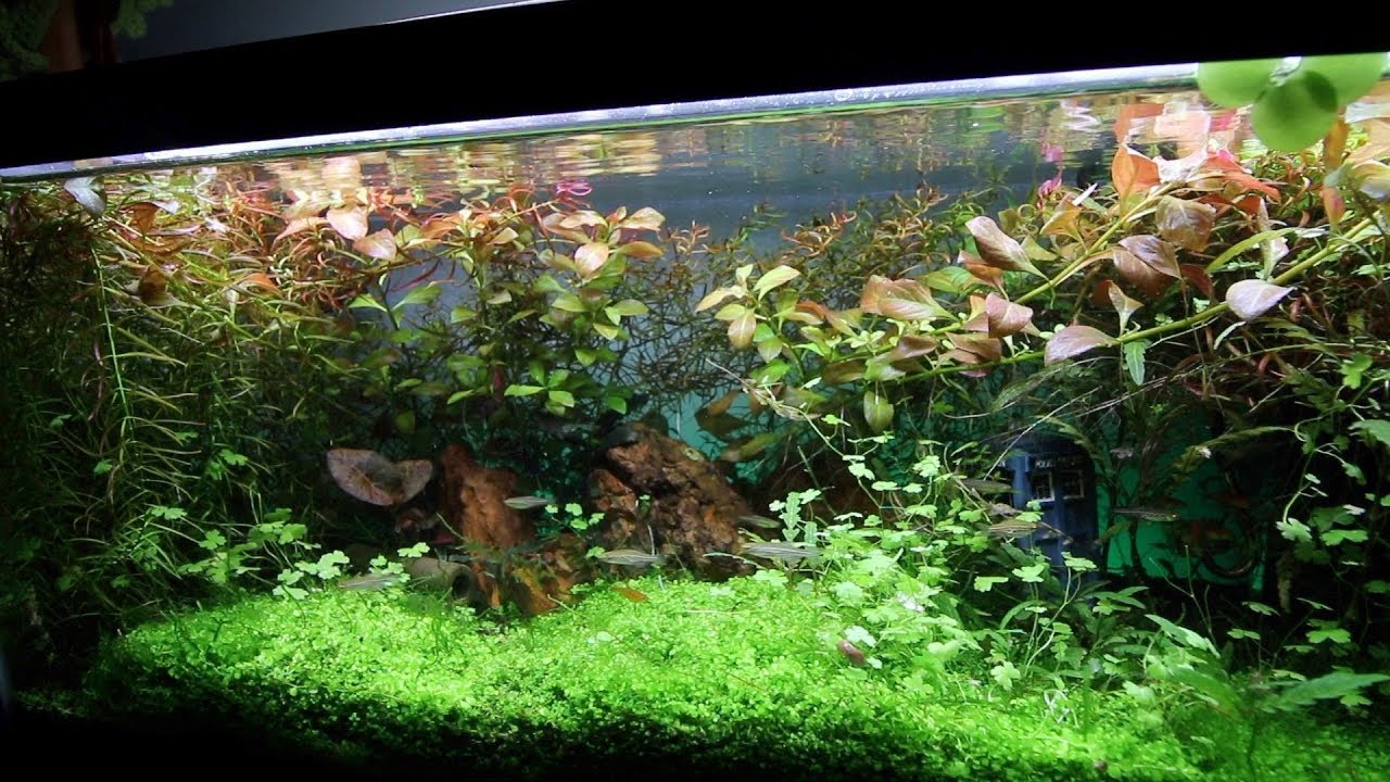 All Aquarium Update June 2019