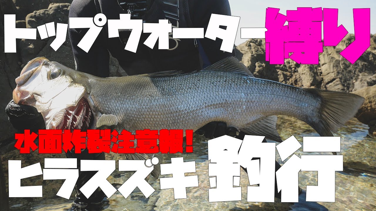 【ヒラスズキ】トップウォータープラグで狙うヒラスズキ！【水面炸裂】